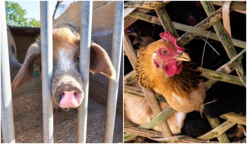 „Să punem capăt erei cuştii”. Eliminarea cuștilor pentru animalele de fermă este aproape de realitate, după o propunere a Comisiei Europene 