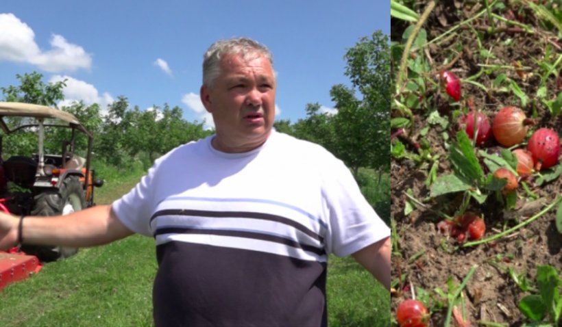 De disperare, un pomicultor care nu a avut unde să îşi vândă fructele a distrus recolta cu tractorul: "Sunt într-o gaură totală de trei ani"