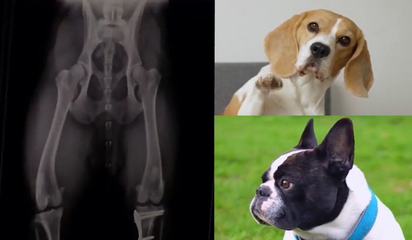 Hernia de disc la câini. Buldog şi Beagle, printre cele mai afectate rase. Dr. Rugină: "Să se intervină în 24 - 48 de ore sau cât mai repede"