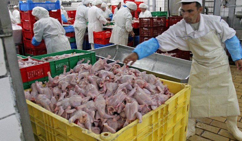 Mâncare la testare. Adevărul despre carnea de pui vândută în magazinele din România