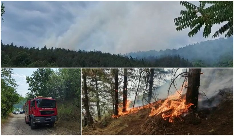 Arde pădurea de pin din Parcul Naţional Porţile de Fier! Pompierii sting flăcările cu lopata, nu se poate interveni cu apă în acea zonă
