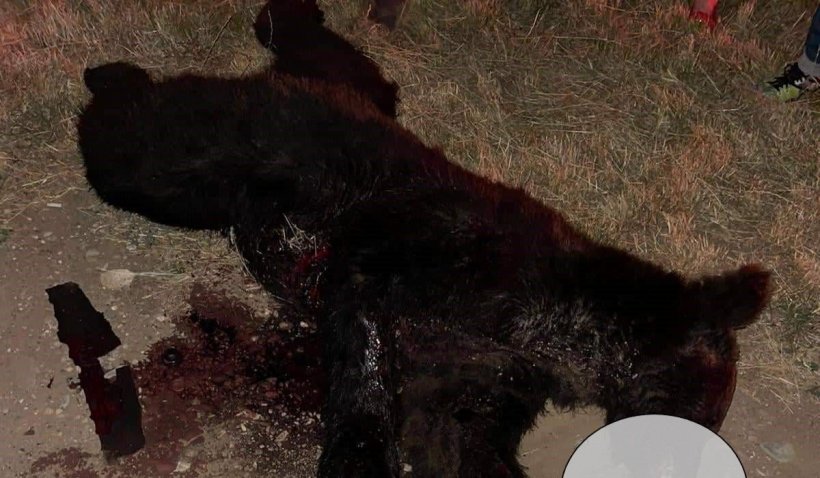 Pui de urs ucis într-un accident. Un șofer l-a lovit cu mașina, în Prahova