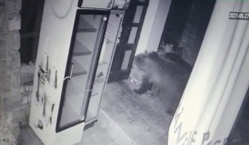 O ursoaică cu pui a intrat într-un restaurant din Băile Tușnad: ”Pur și simplu au spart gardul electric. Au făcut praf tot”