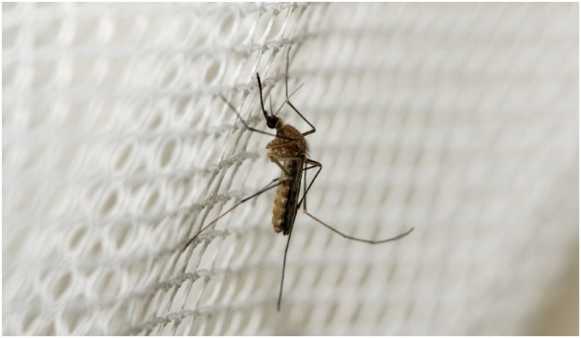 „Tornada” de țânțari în Rusia a băgat spaima în turiști