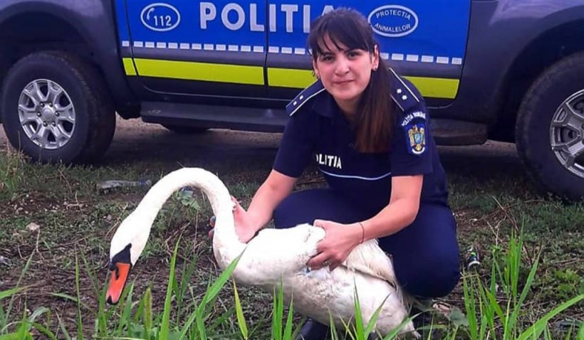 Lebădă albă, rănită grav, salvată de polițiști, în Dridu