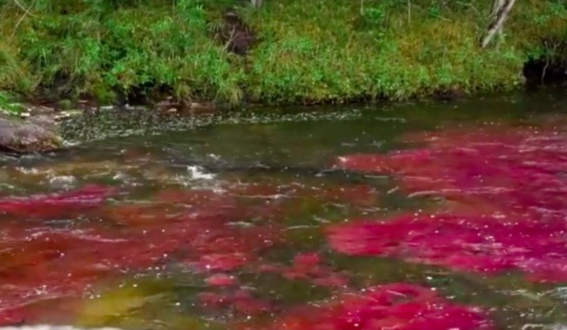 Un râu în cinci culori atrage turiști din toată lumea. Este numit "curcubeul lichid" și se găsește în Columbia