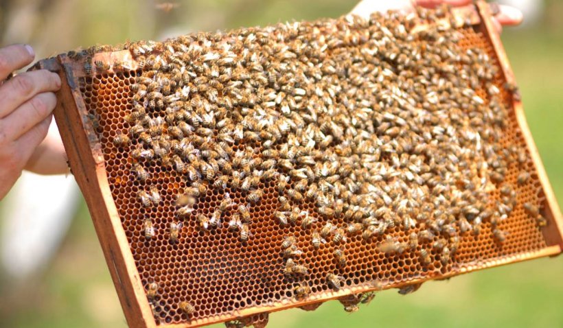 Producția de miere polifloră, compromisă din cauza secetei: ”Toate câmpurile sunt uscate complet. Albinele nu mai au de unde să recolteze”