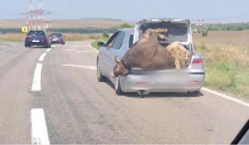 Un șofer a înghesuit o vacă și un berbec în portbagajul mașinii. Imaginile au fost surprinse pe DN72