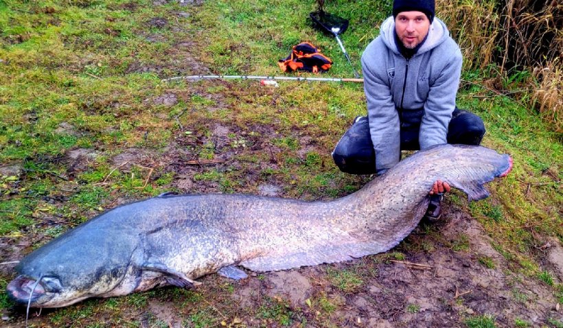 "Monstru" de 70 kg! Somn uriaş, lung de 2 metri, prins de un pescar din Satu Mare