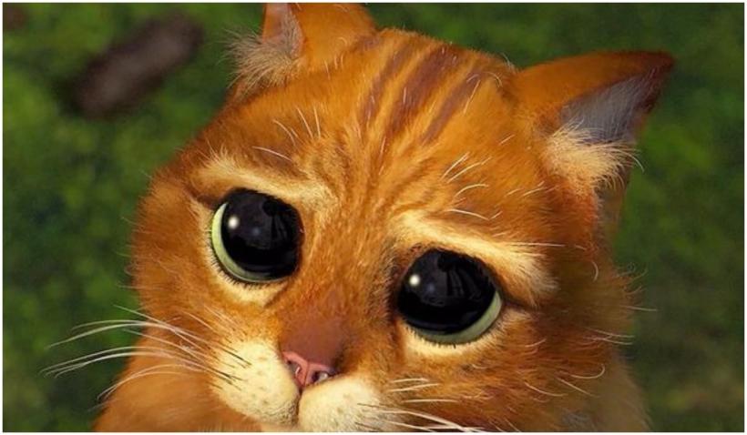 O pisică identică cu Puss in Boots din Shrek a cucerit internetul 