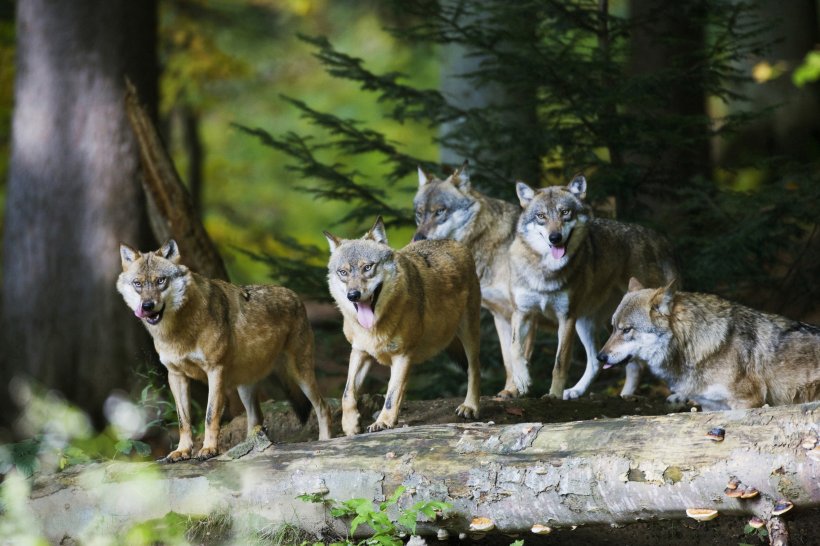 Recompensă de 26.000 de dolari pentru americanii care au informații în cazul otrăvirii a opt lupi