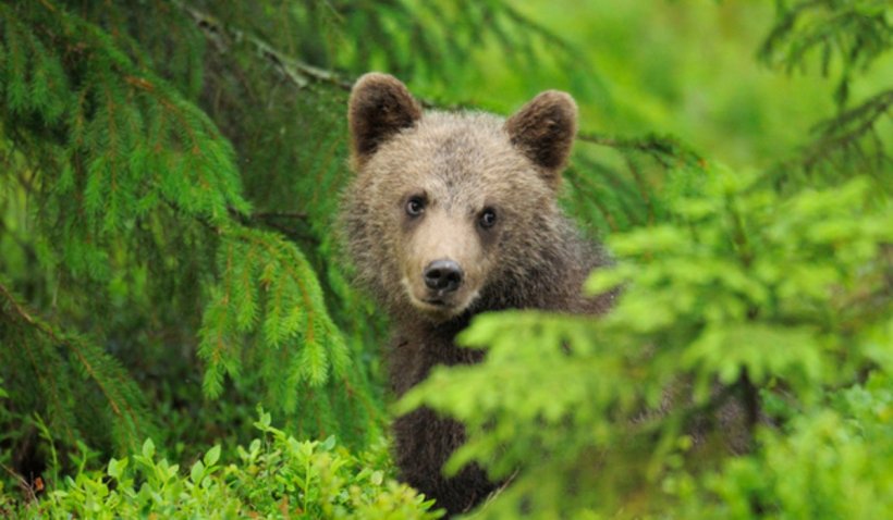 Ursuleți cameramani, în Munții Hășmaș: Imagini din pădure filmate, în premieră, de doi pui de urs