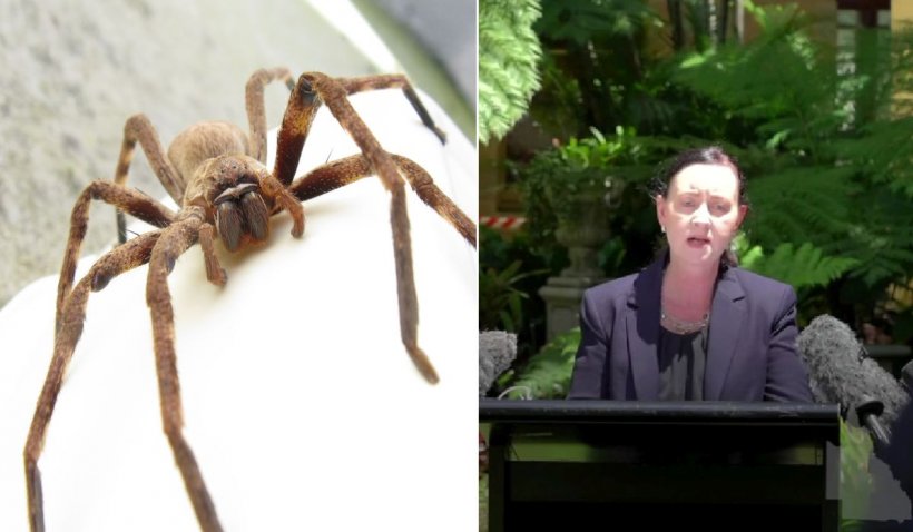 Ministrul Sănătății, întrerupt de un păianjen veninos în timp ce vorbea despre COVID, în Australia