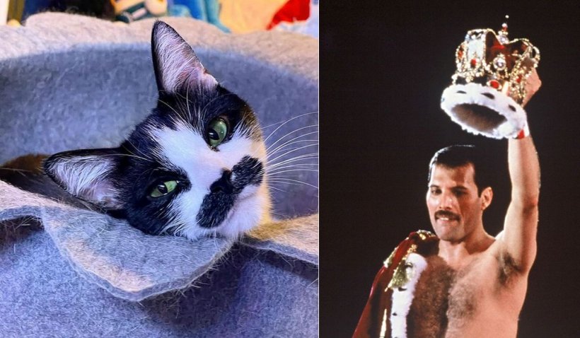 Pisica mustăcioasă care seamănă cu Freddie Mercury a învățat să facă pe mortul. Are zeci de mii de urmăritori pe Instagram și a strâns o avere din donații