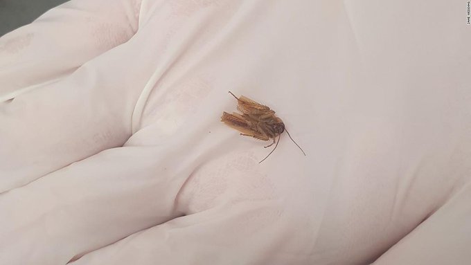 Un bărbat a stat trei zile cu un gândac în ureche, după ce medicii i-au spus că e doar apă, în Noua Zeelandă