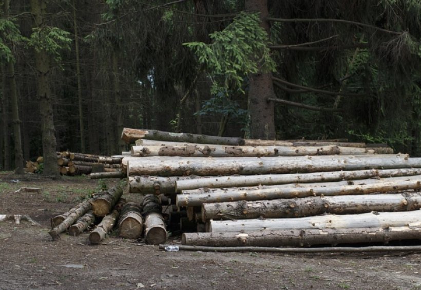 Doi bărbaţi au murit după ce un copac a căzut peste ei, într-o pădure din Bistrița-Năsăud