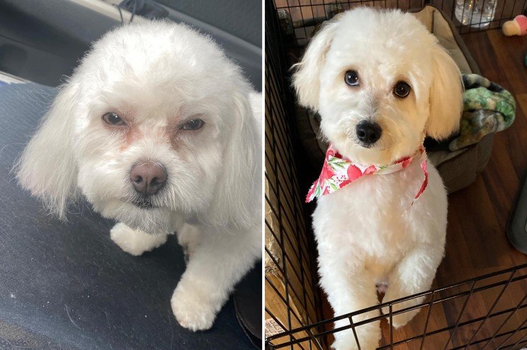 O femeie s-a dus cu câinele la un salon pentru animale și a plecat acasă cu altul, în SUA