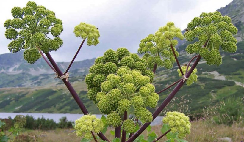 Angelica sau "Rădăcina Sfântului Spirit", planta care poate trata peste 80 de boli