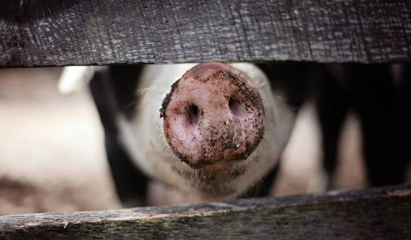 Bărbat din Botoșani, mâncat de viu de porcii din gospodărie. A ajuns la spital în șoc hemoragic