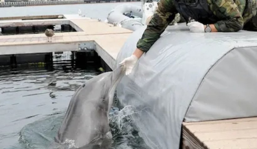 Războiul delfinilor. Cum luptă mamiferele alături de soldaţii marini | Explicaţiile generalului Mircea Mîndrescu