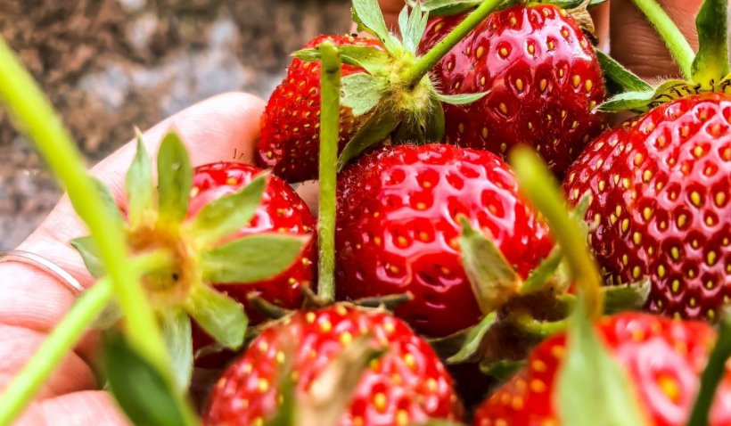 Irigarea corectă a culturii de căpșun: reguli de urmat pentru a le asigura necesarul de apă