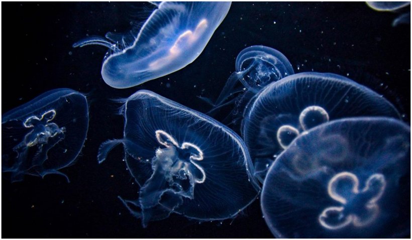 Mâncarea viitorului: Poftiţi la meduze! Chipsuri, salate şi alte grozăvii sănătoase şi gustoase