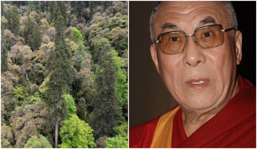 Cum arată "Dalai Lama pădurilor", copacul de 83,2 metri, descoperit recent în Tibet