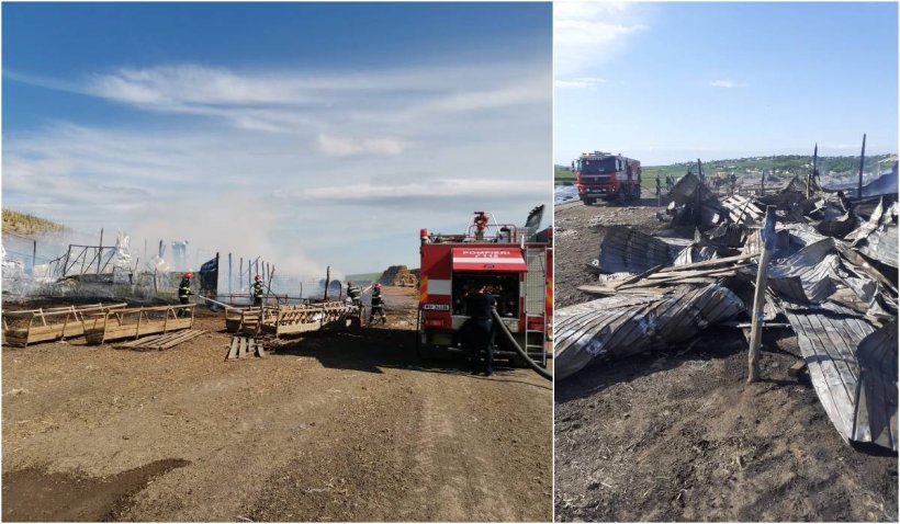 Incendiu masiv în județul Botoșani. 200 de oi au murit