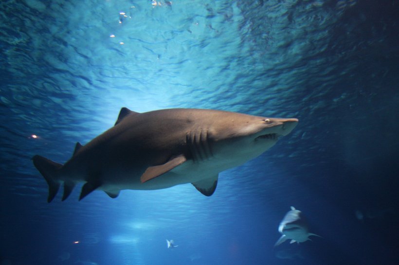 Există rechini în Grecia? Care sunt pericolele marine de care trebuie să știe românii care aleg plajele elene