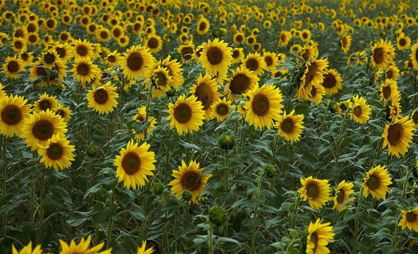 Dosar penal în urma furtului masiv dintr-o fermă din Ialomița | Hoții au recoltat 30 de hectare de floarea-soarelui și nimeni nu i-a văzut