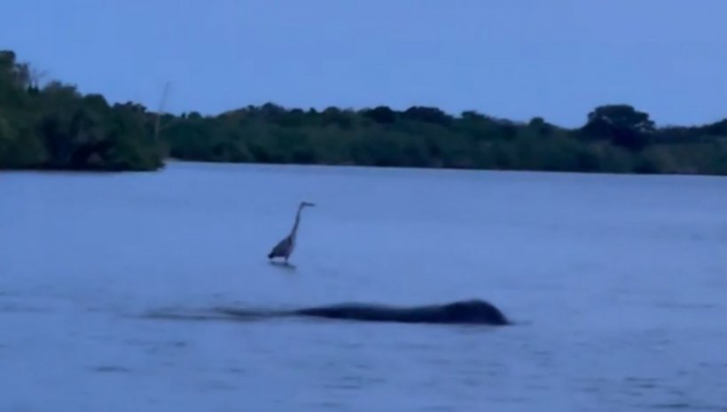 Creatură ciudată de peste 3 metri lungime filmată în lacul unui parc. Avea mușchi uriași