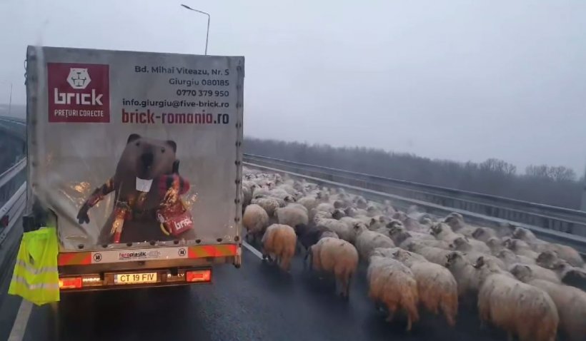 Turmă de oi pe Autostrada Soarelui, la Podul de la Cernavodă | Poliţia a  dat amenzi de peste 10.000 lei