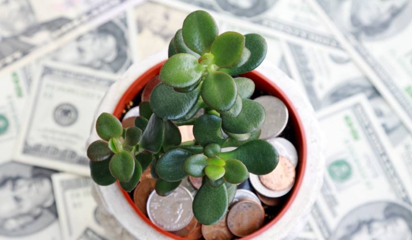Plantele care aduc bani, noroc și prosperitate în casă. Poți elimina energiile negative cu ajutorul lor
