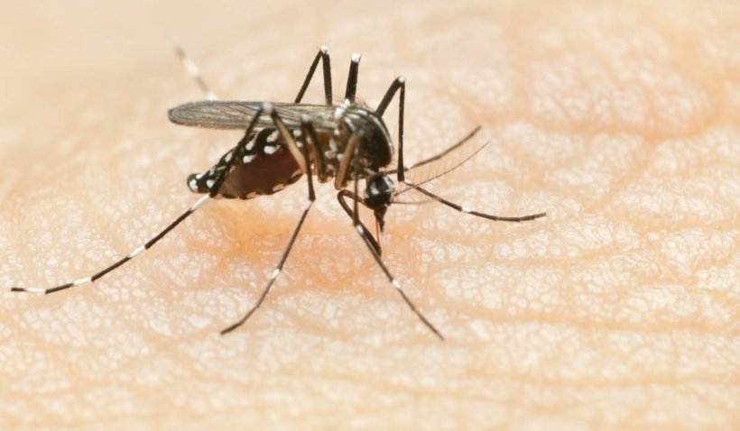 Soluția netoxică, naturală, care te scapă de țânțari. Cum o poți prepara în casă