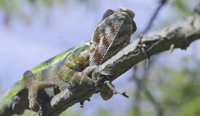 Metoda cameleon, prin care facturile la încălzire pot fi reduse cu 20% 