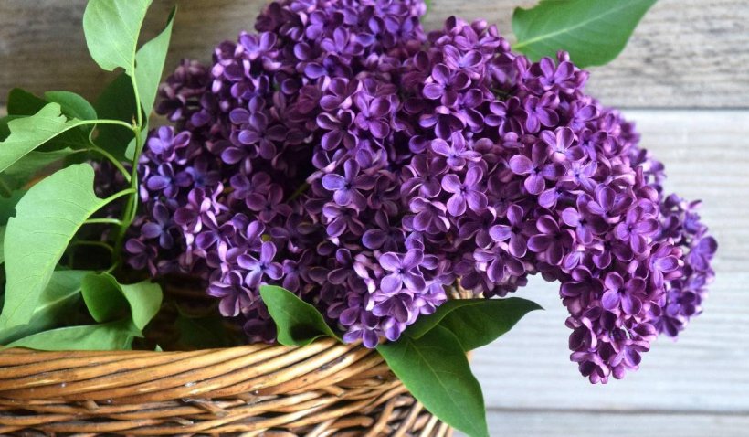 Beneficiile nebănuite ale florilor de liliac pentru sănătate. Cum se prepară tinctura care alungă durerile articulare