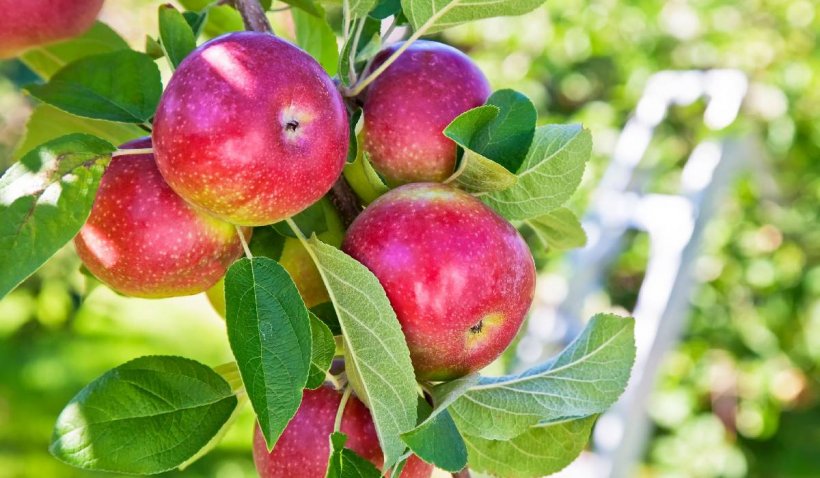 Reguli de aur pentru îngrijirea pomilor fructiferi. Așa te vei bucura de roade bogate și sănătoase