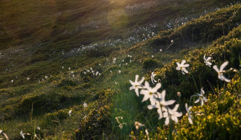 Imagini uimitoare cu "Muntele cu Narcise" din România. Locul e rupt din basme