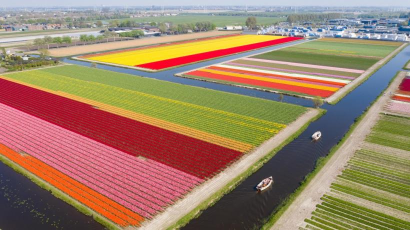 Galerie Foto - Au înflorit lalelele în Olanda. Cum arată din dronă ...