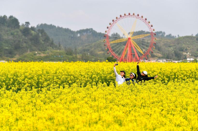 Galerie Foto - Au înflorit câmpurile de canola și livezile cu piersici ...