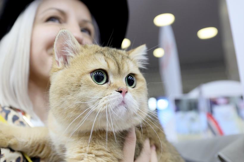 Peste 30 de rase rare de pisici, în concurs la Sala Palatului. Cum arată cele mai frumoase feline participante