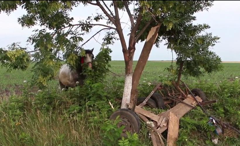 Tragedie în Cluj. O femeie și un copil de 3 ani au murit, după ce au căzut dintr-o căruță și au fost loviți de un camion