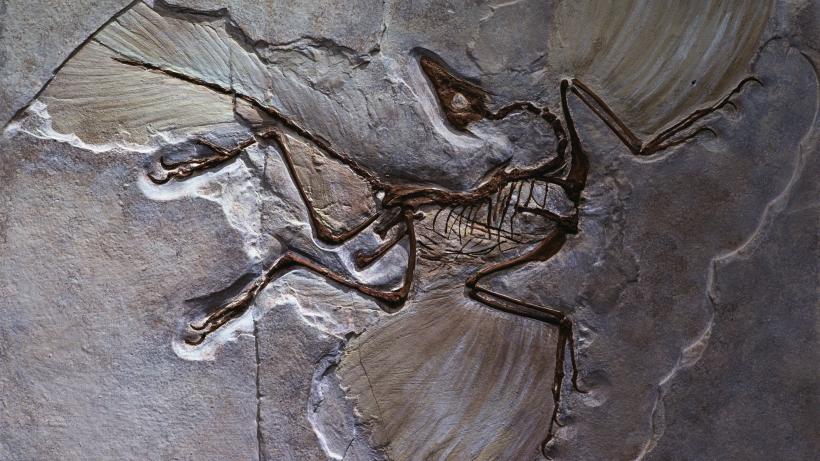 "Specimenul este studiat de peste 160 de ani". O nouă analiză asupra unui Archaeopteryx, date uimitoare despre aceste protopăsări