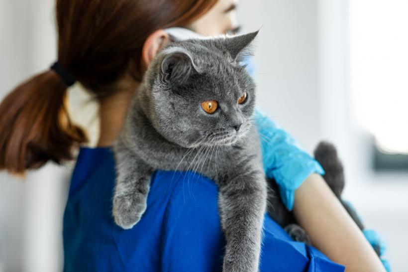 Patru persoane sunt anchetate după ce i-au făcut o tomografie computerizată unei pisici la un spital