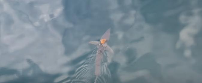 Imagini uluitoare în mijlocul oceanului: o caracatiță a călărit cel mai rapid rechin din lume