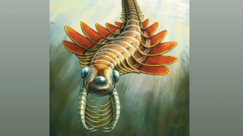 Paleontologii au descoperit fosila unui mic prădător cu trei ochi, care a trăit în urmă cu peste 500 de milioane de ani