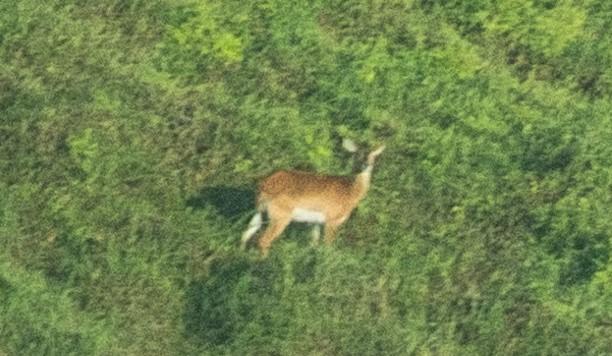 O antilopă aproape dispărută a fost fotografiată pentru prima data în Congo. Există doar câteva zeci în toată lumea