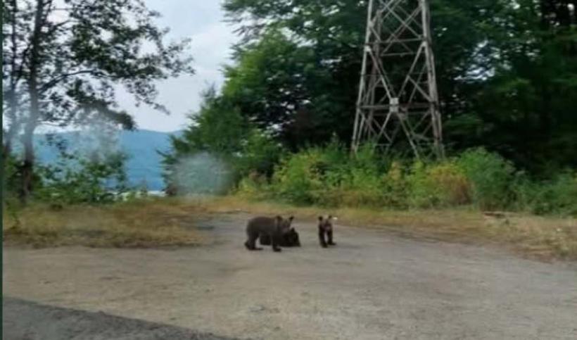 Ce se întâmplă cu cei 3 pui de urs rămași orfani pe marginea drumului de pe Transfăgărășan. Ministrul Mediului: „Nu mai plimbăm hârtii”