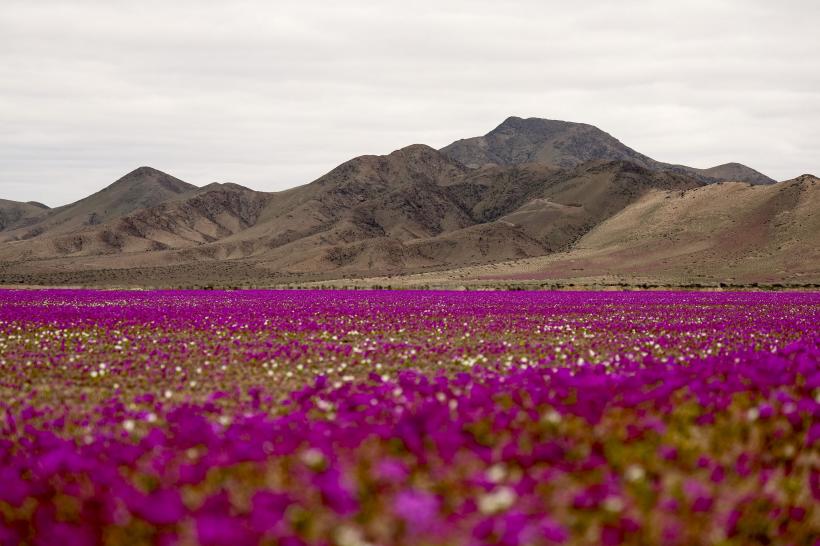 Galerie Foto - Floarea care a colorat în roz cel mai arid deșert din ...