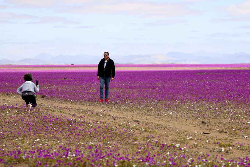 Galerie Foto - Floarea care a colorat în roz cel mai arid deșert din ...